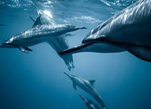 Kaiyun：开启云端美好生活的品牌之旅